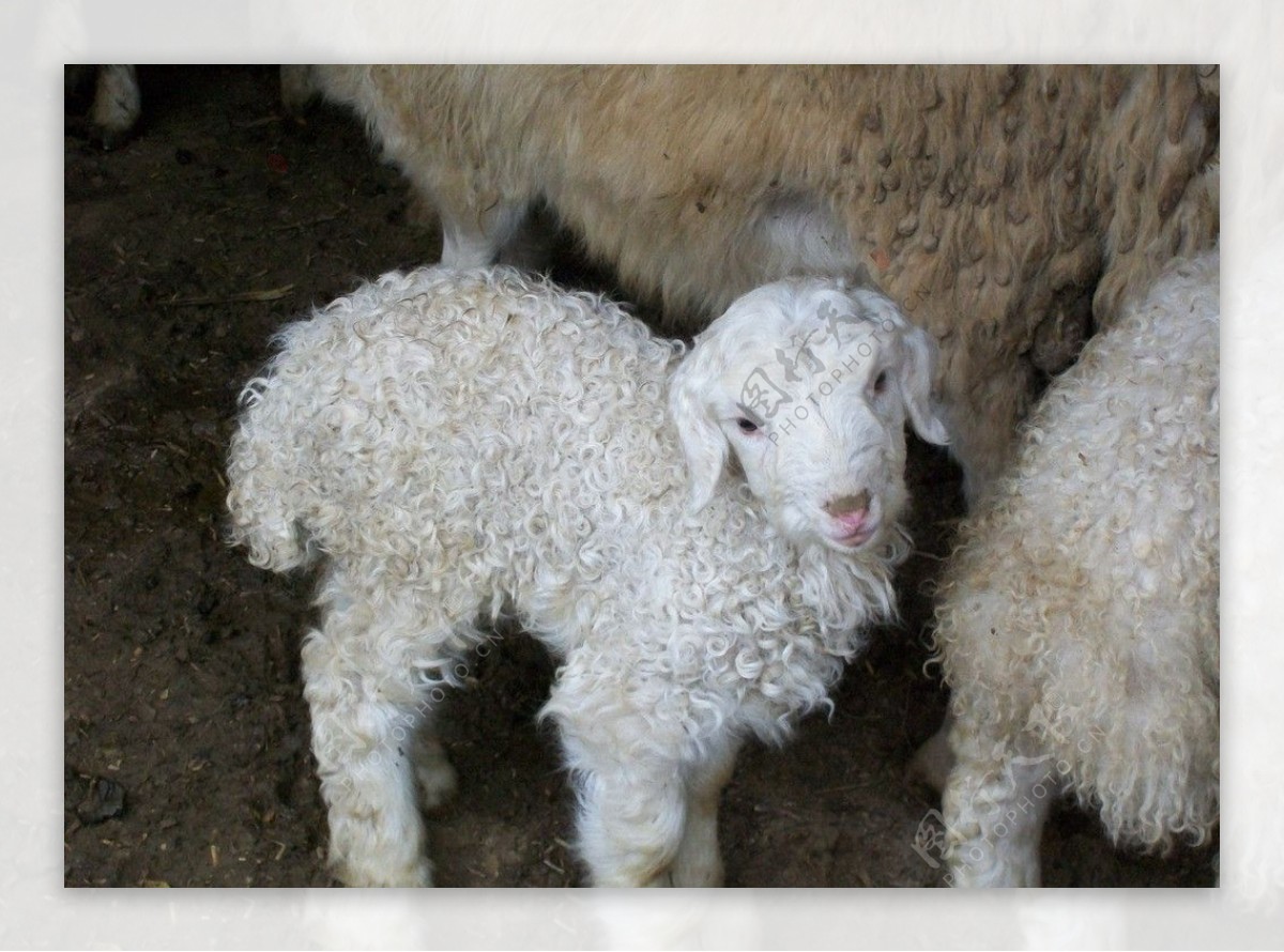 绵羊和羔羊高清摄影大图-千库网