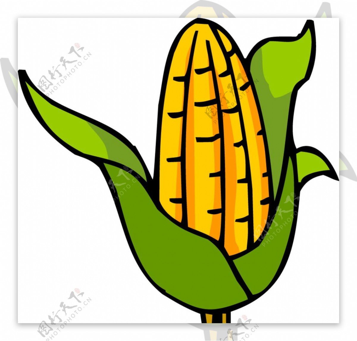 玉米的简笔画 玉米怎么画图片-蔬菜简笔画-欣欣简笔画