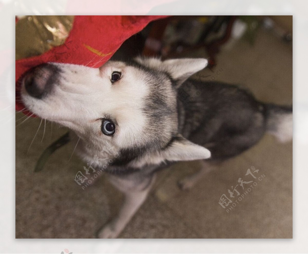 哈士奇图片第9152张_哈士奇图片 - 中国名犬网