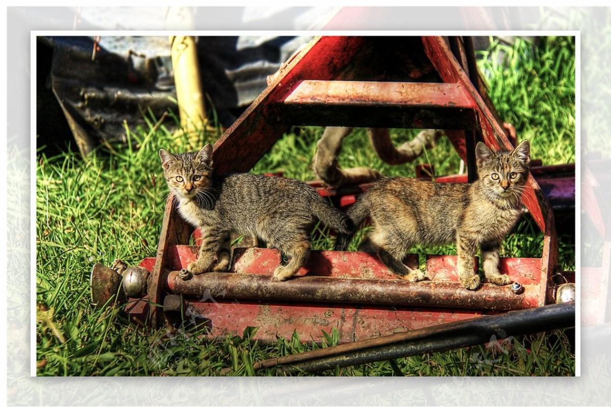 两只花斑小猫图片