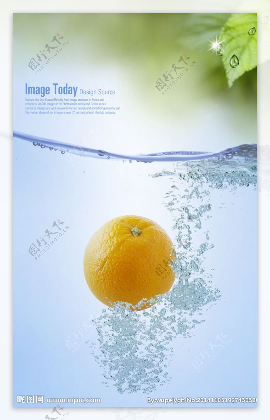 落水橙子图片