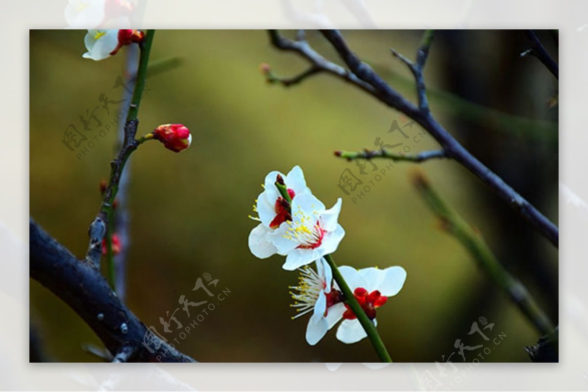 白色樱花图片