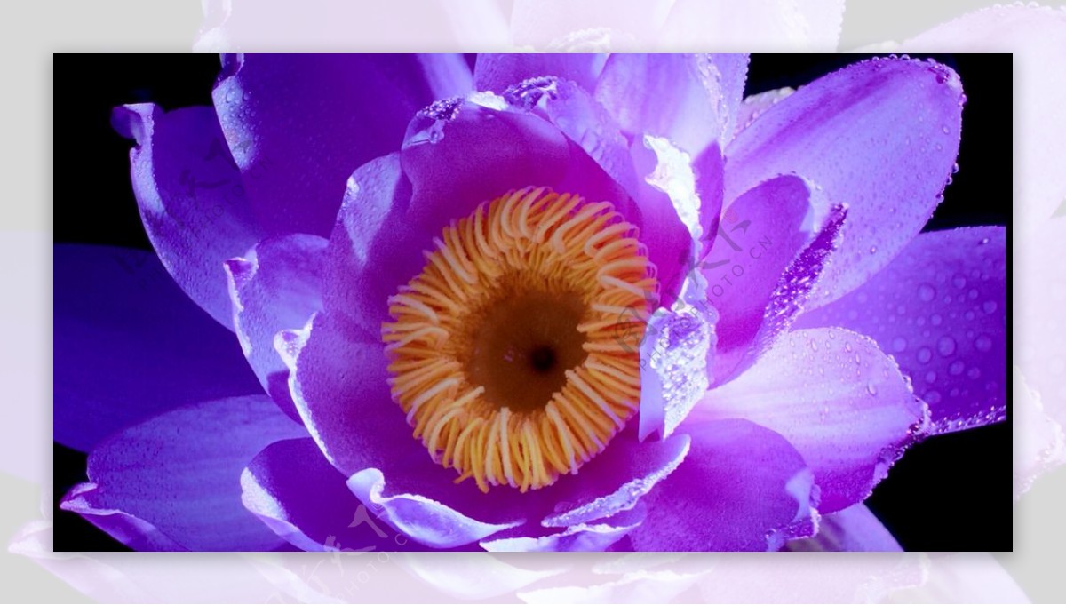 花紫色花朵高清视频素材