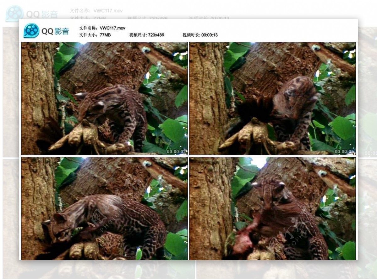 树上小野猫视频实拍素材