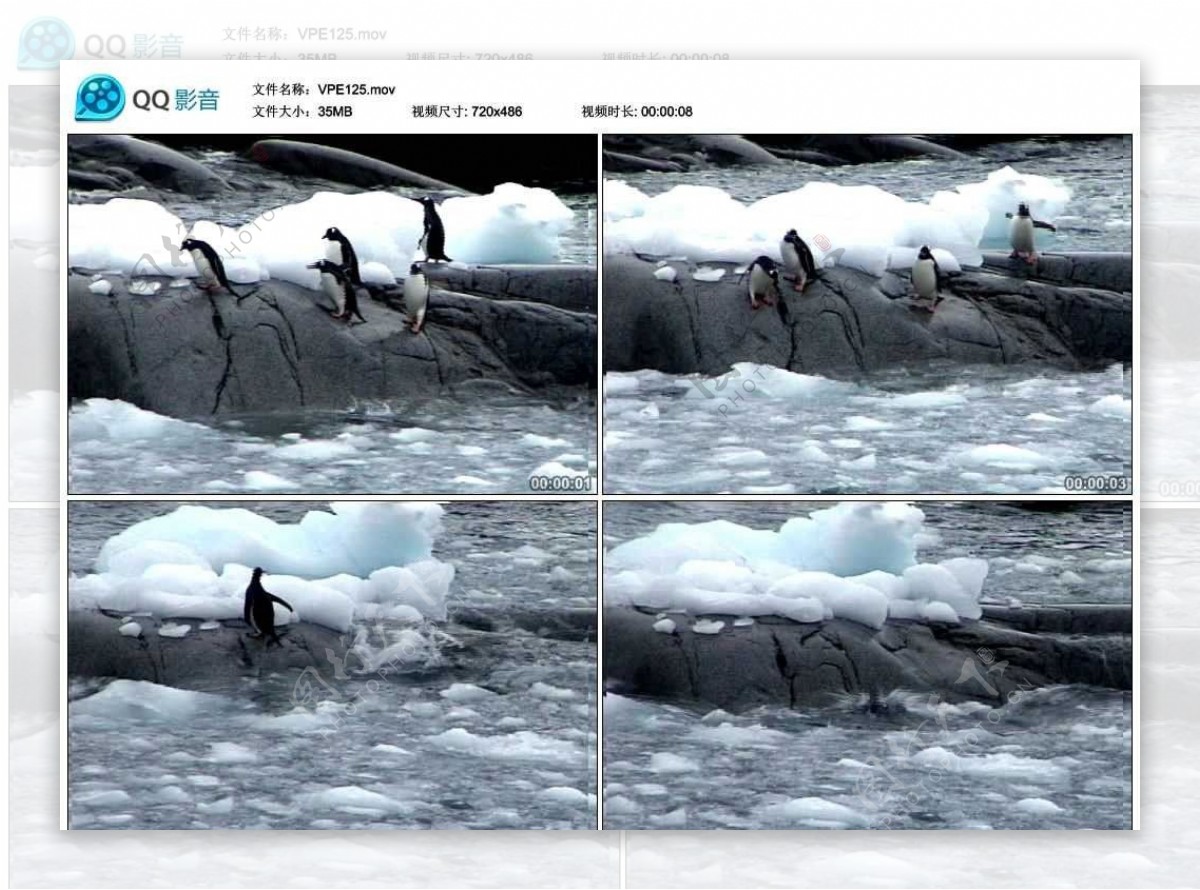 冰川帝企鹅视频实拍素材