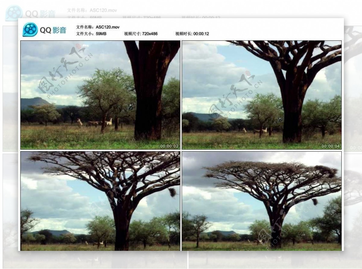 非洲大草原野生动物视频实拍素材