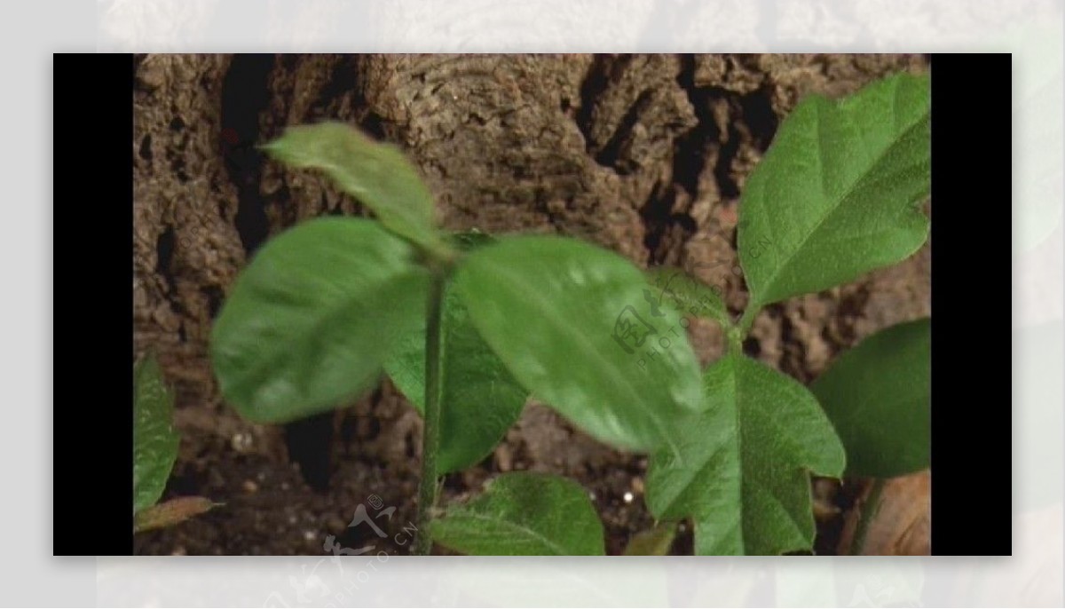 植物生长