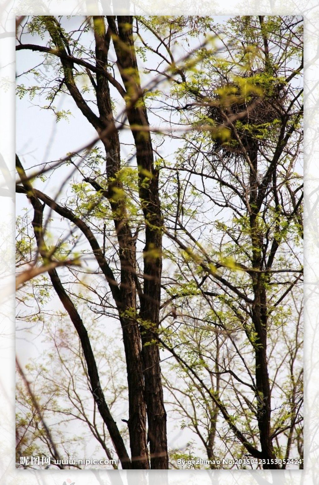 槐树上的鸟巢图片