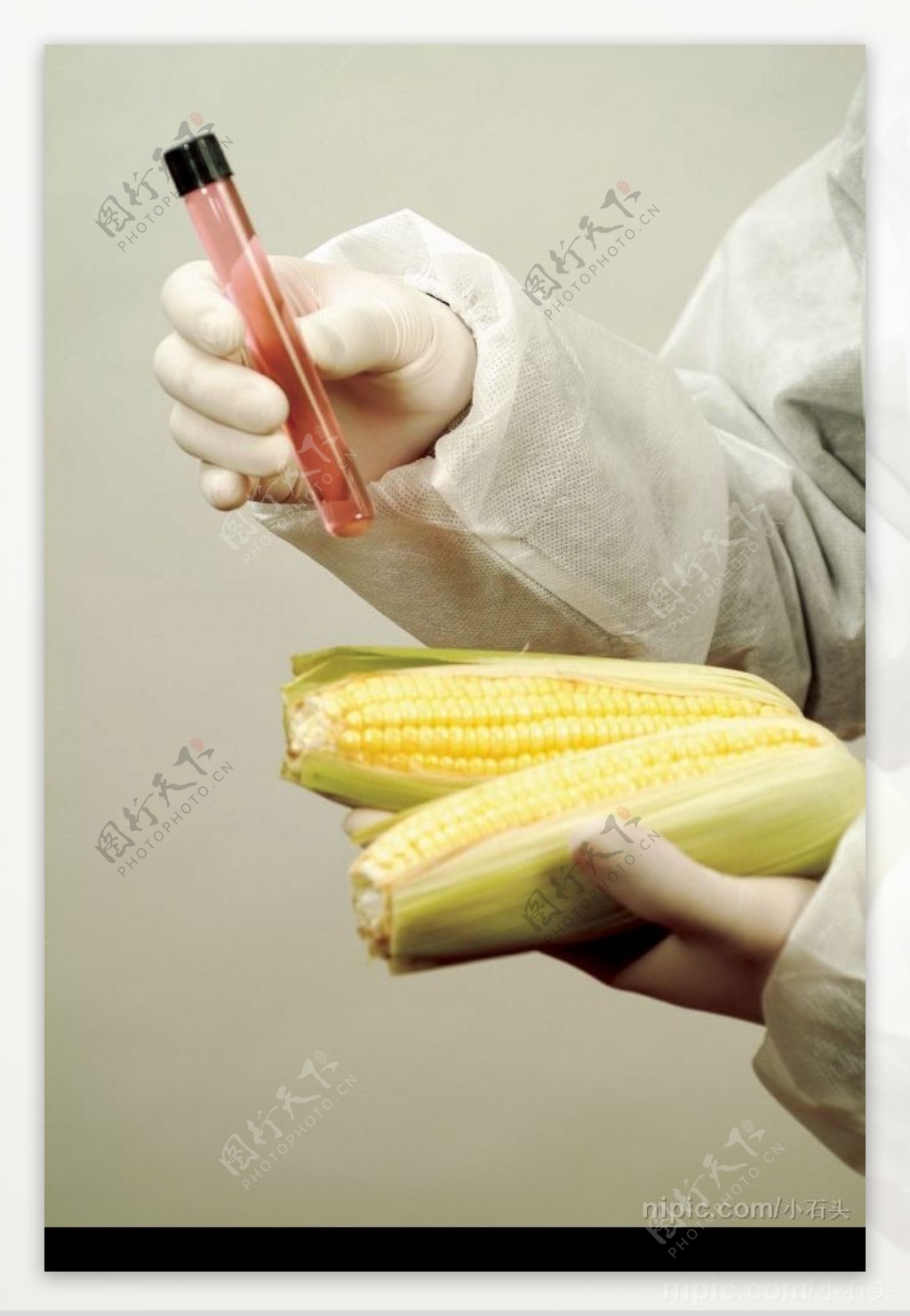 玉米实验图片
