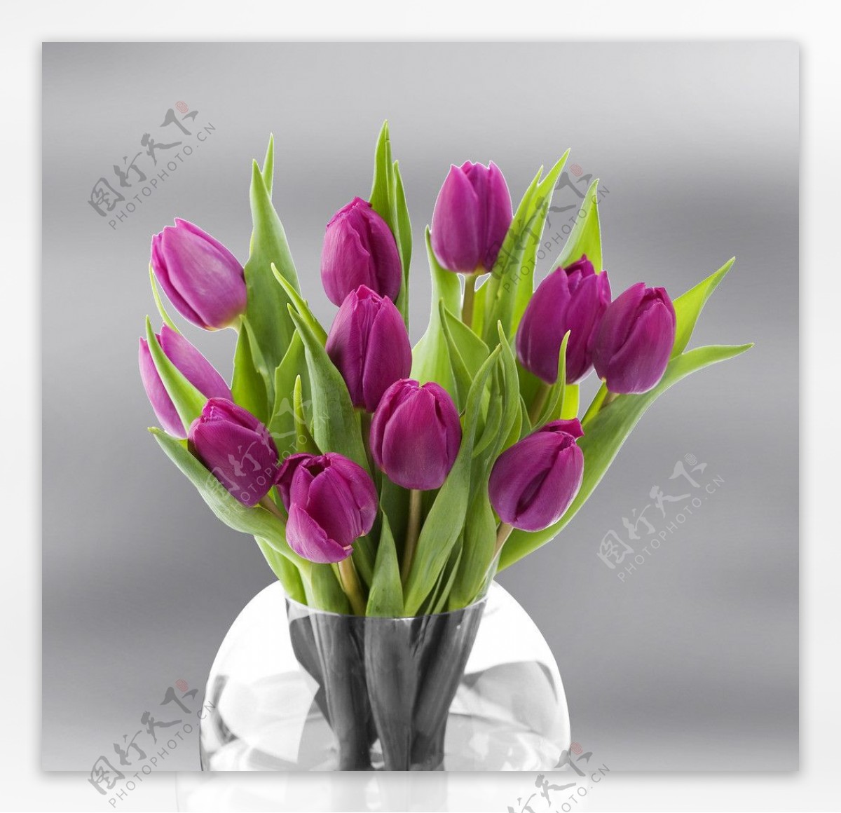 紫郁金香图片