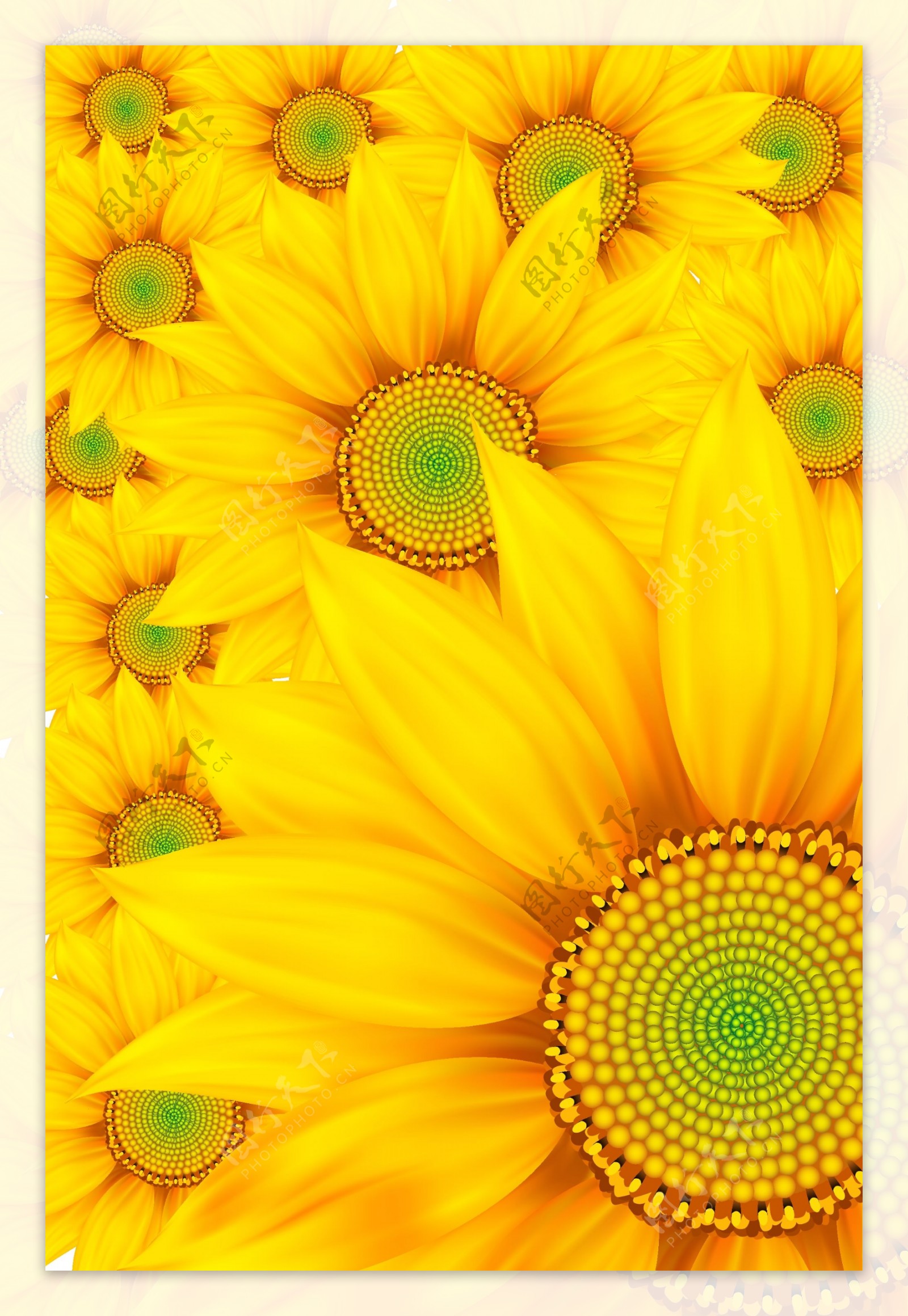 向阳花矢量图图片