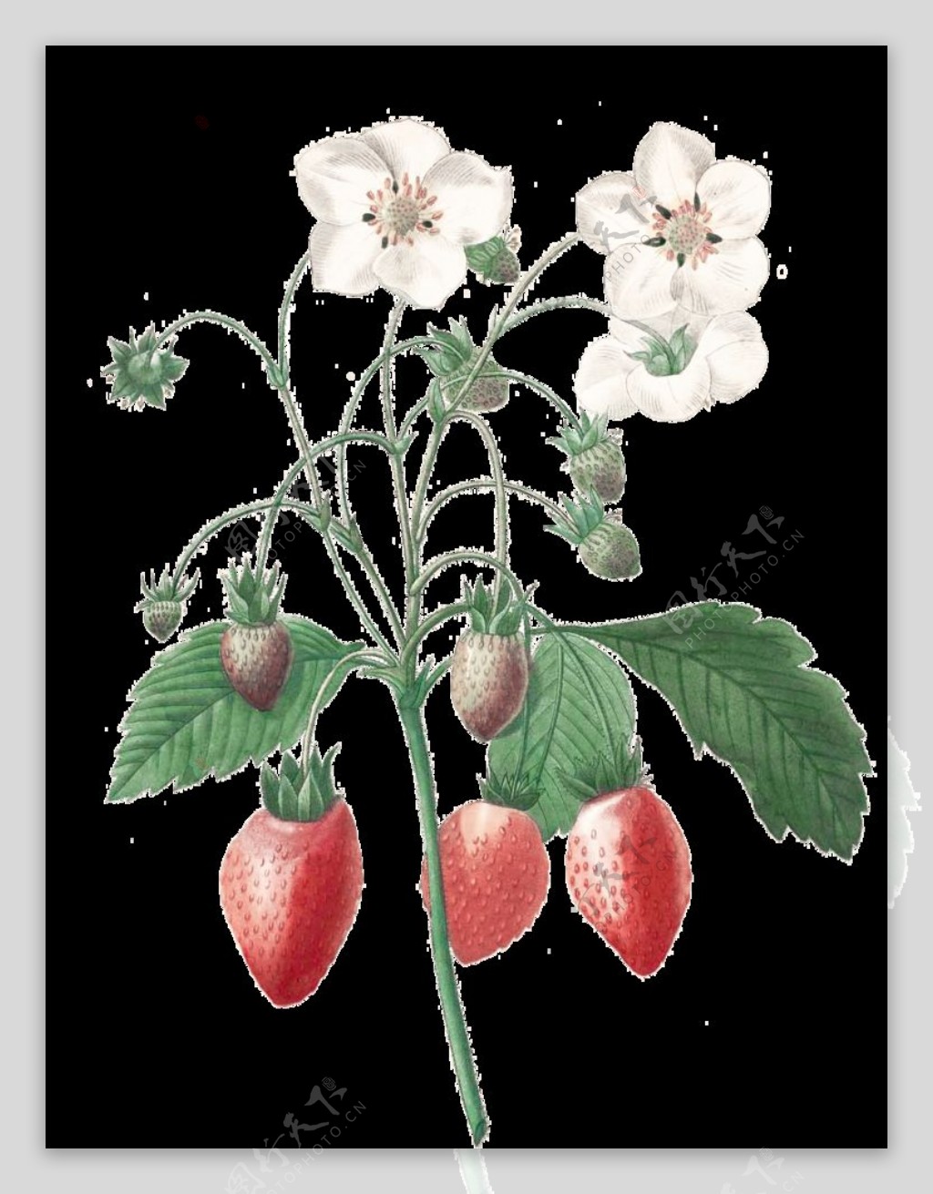 野生草莓手绘图片