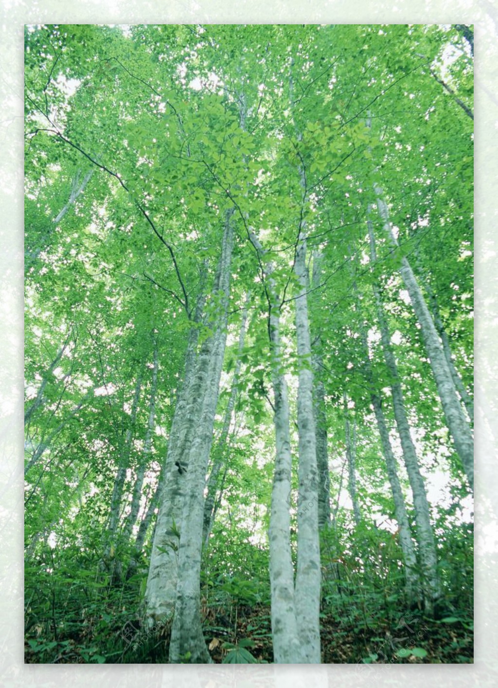 森林摄影图片