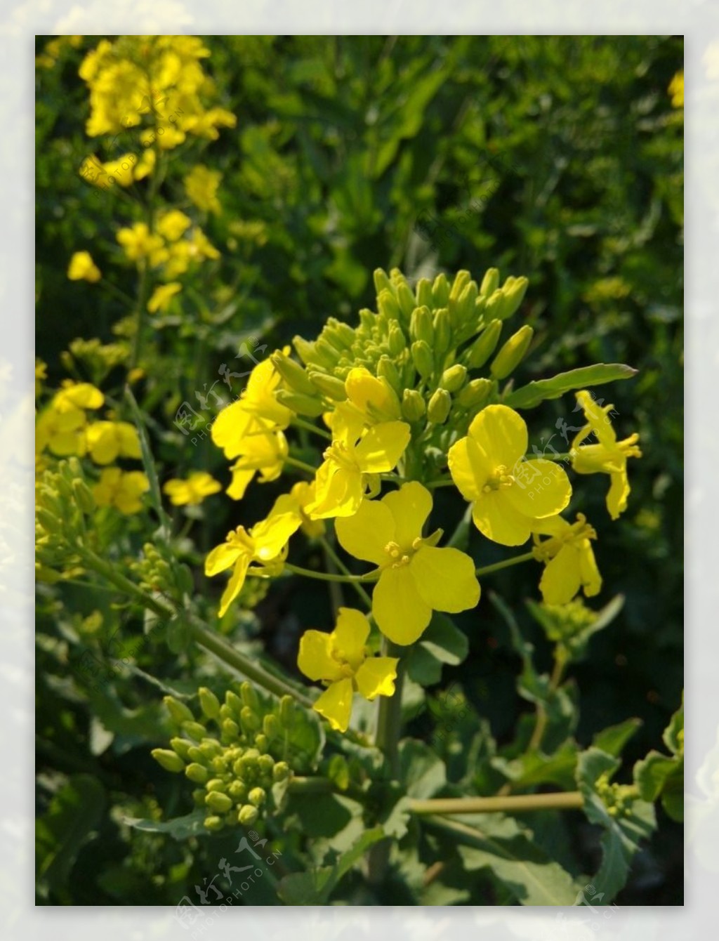 三月黄色油菜花背景图片