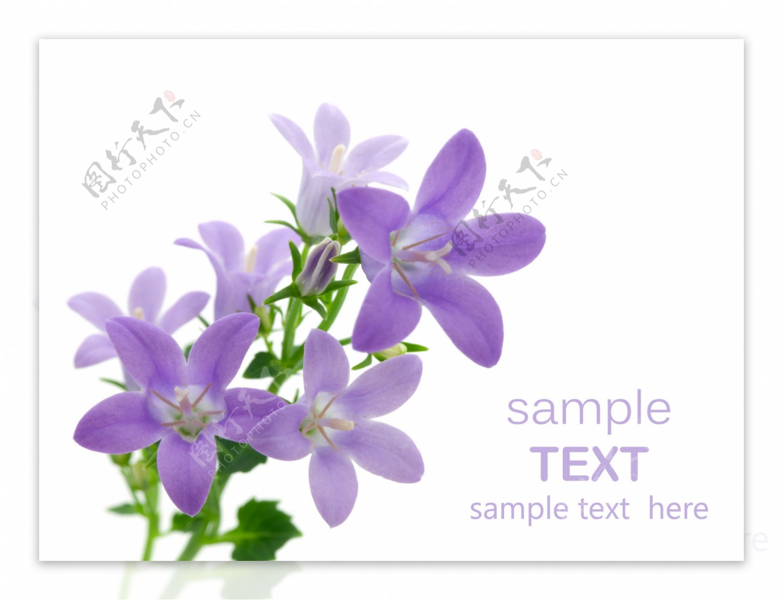 紫色鲜花与卡片模板图片