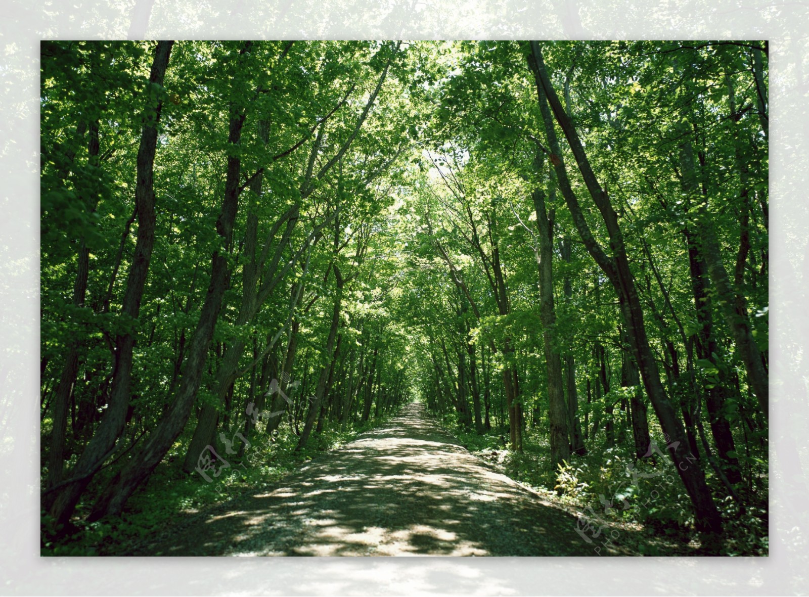 林荫小道绿色茂密树林图片