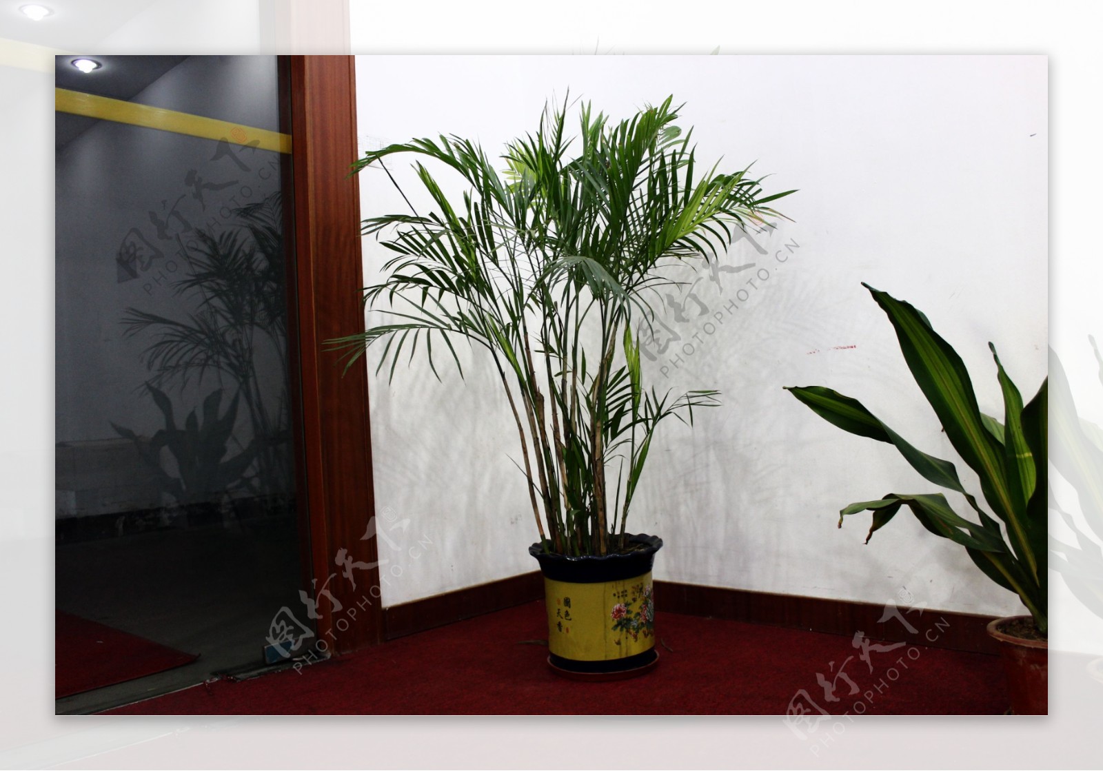 竹子盆栽图片