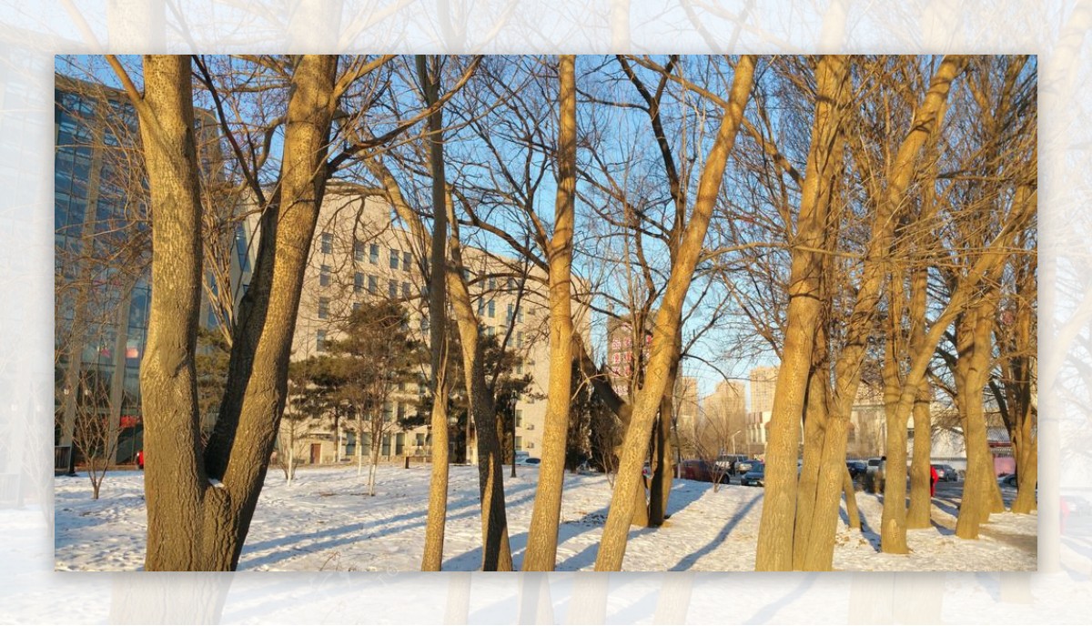 冬天早晨的杨树图片