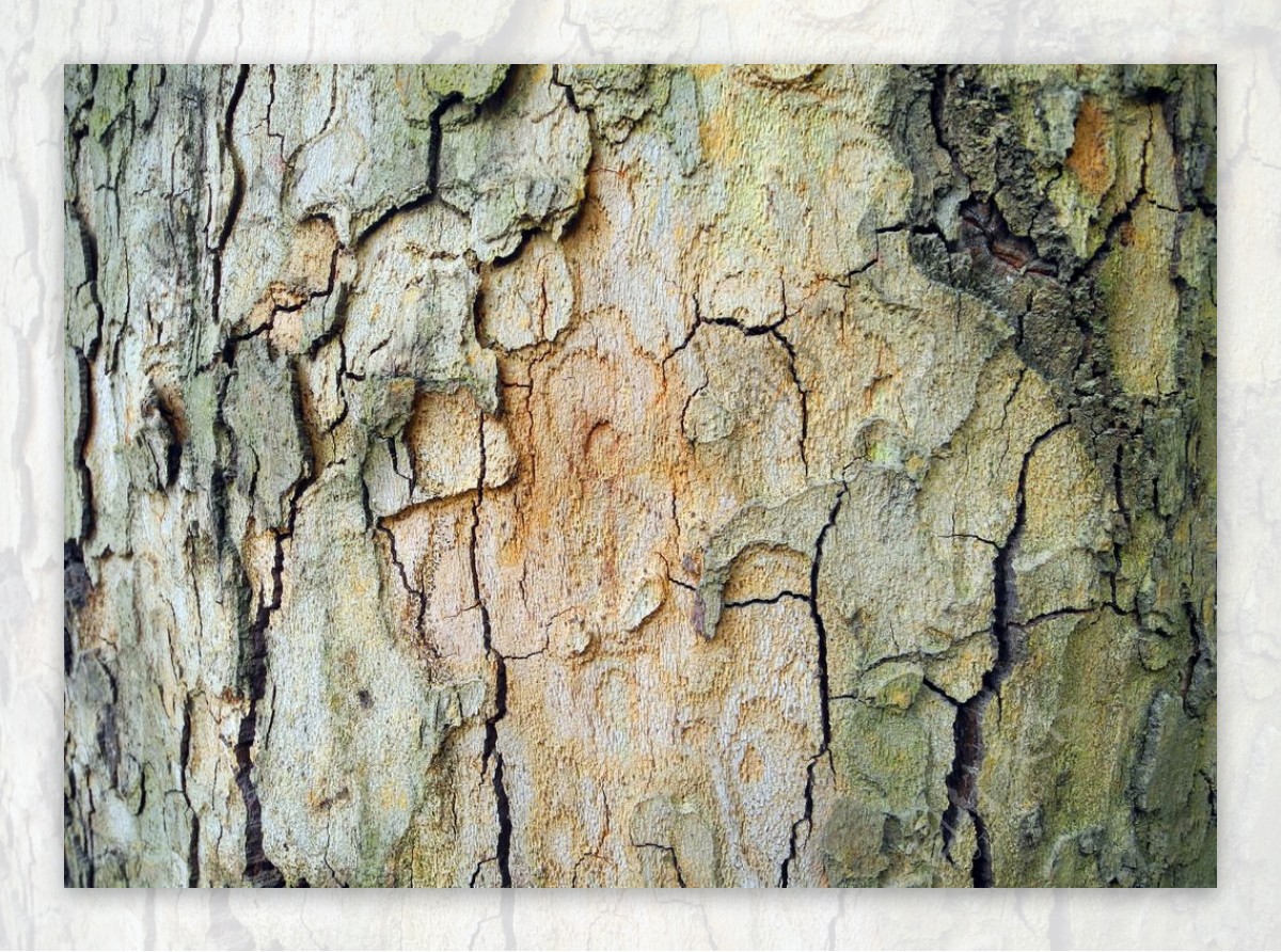 树皮裂纹图片