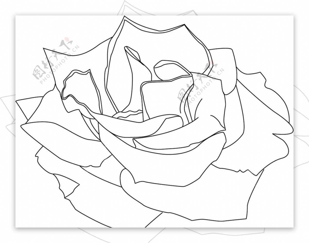 玫瑰矢量图图片