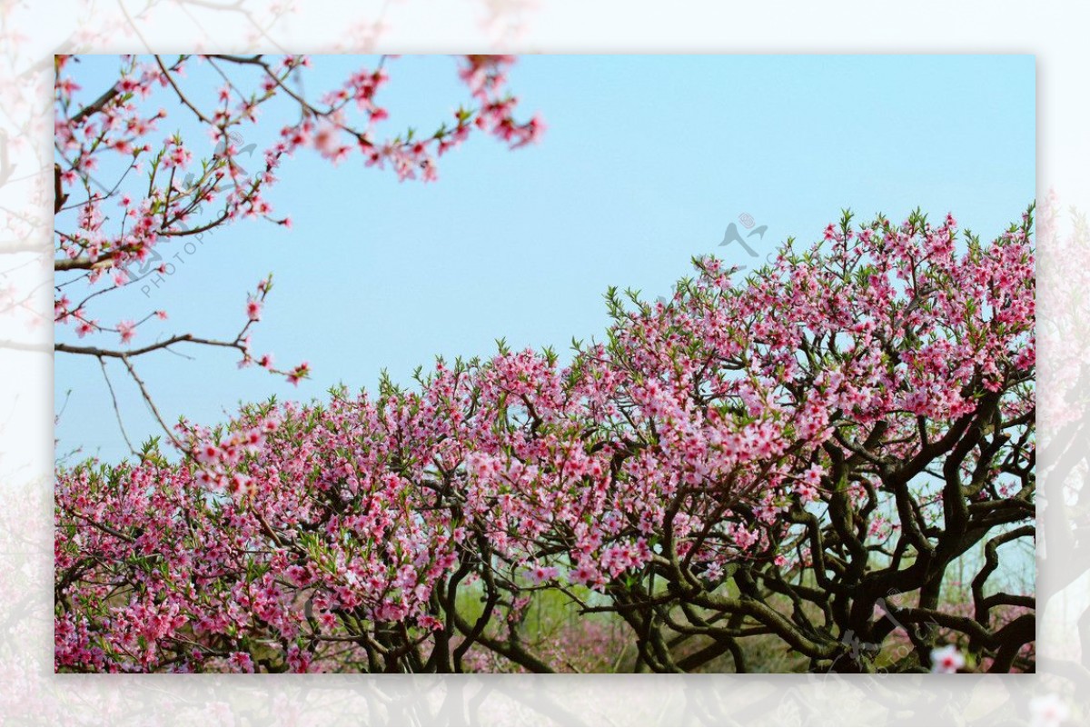 邳州桃花坞图片