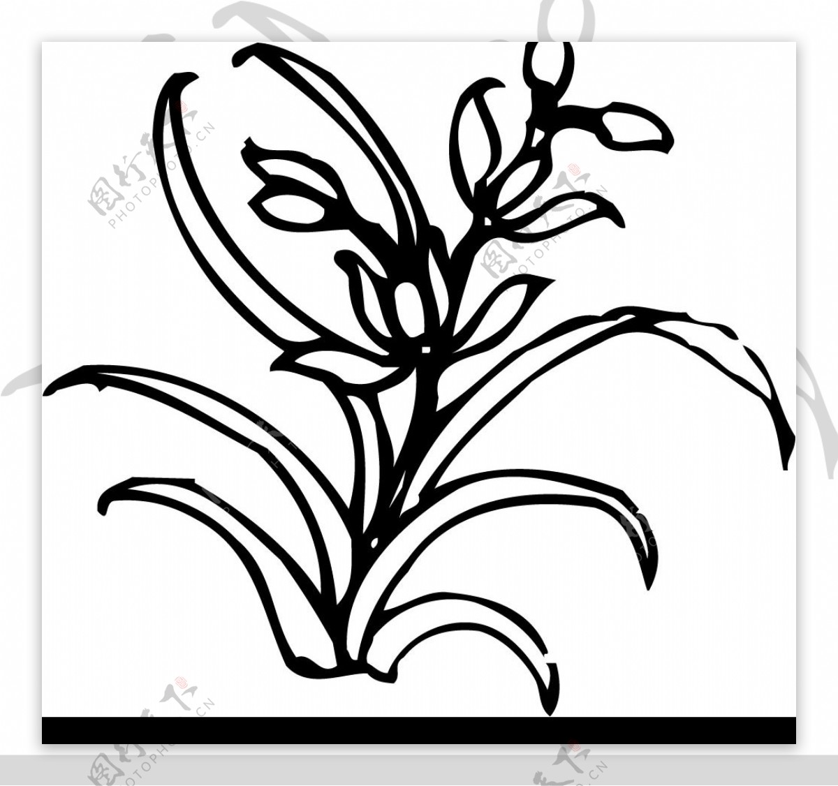 黄角兰的养殖方法和注意事项 - 花晓网
