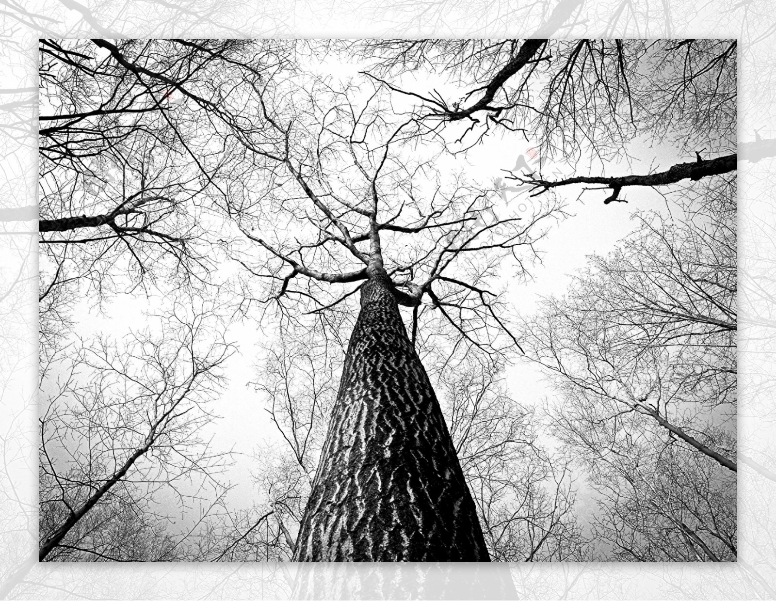 一棵大树摄影图__树木树叶_生物世界_摄影图库_昵图网nipic.com