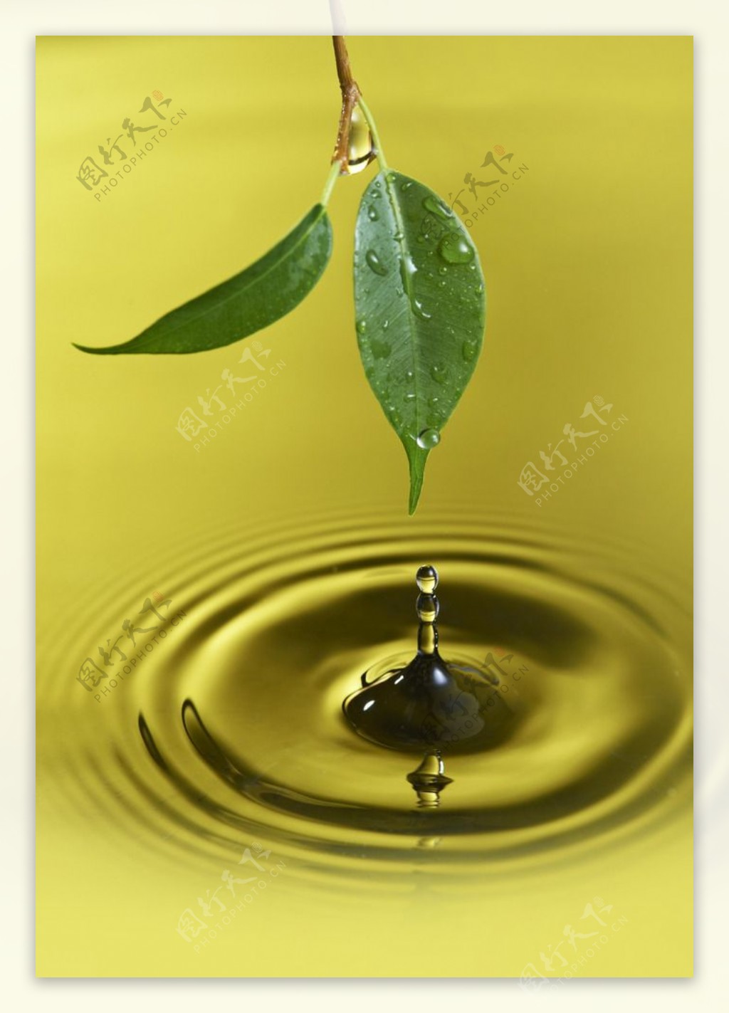 叶子水滴图片