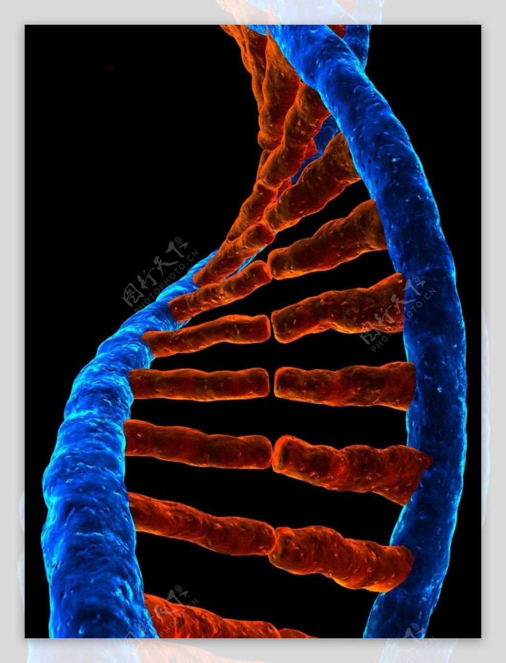 遗传基因图片素材-编号01959014-图行天下