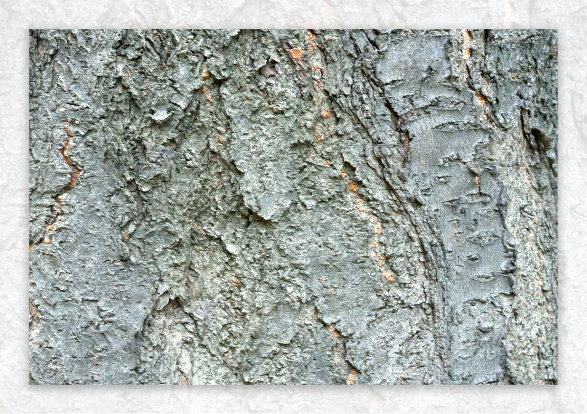 树皮图片