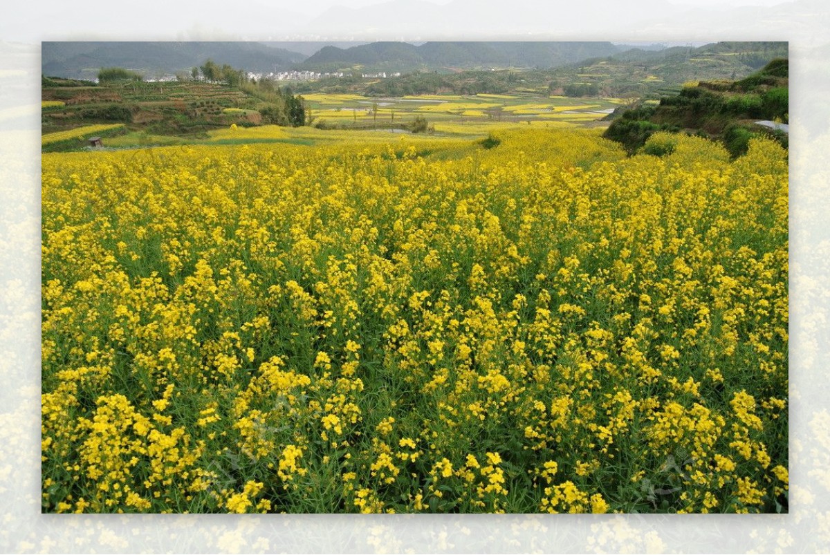 油菜花图片