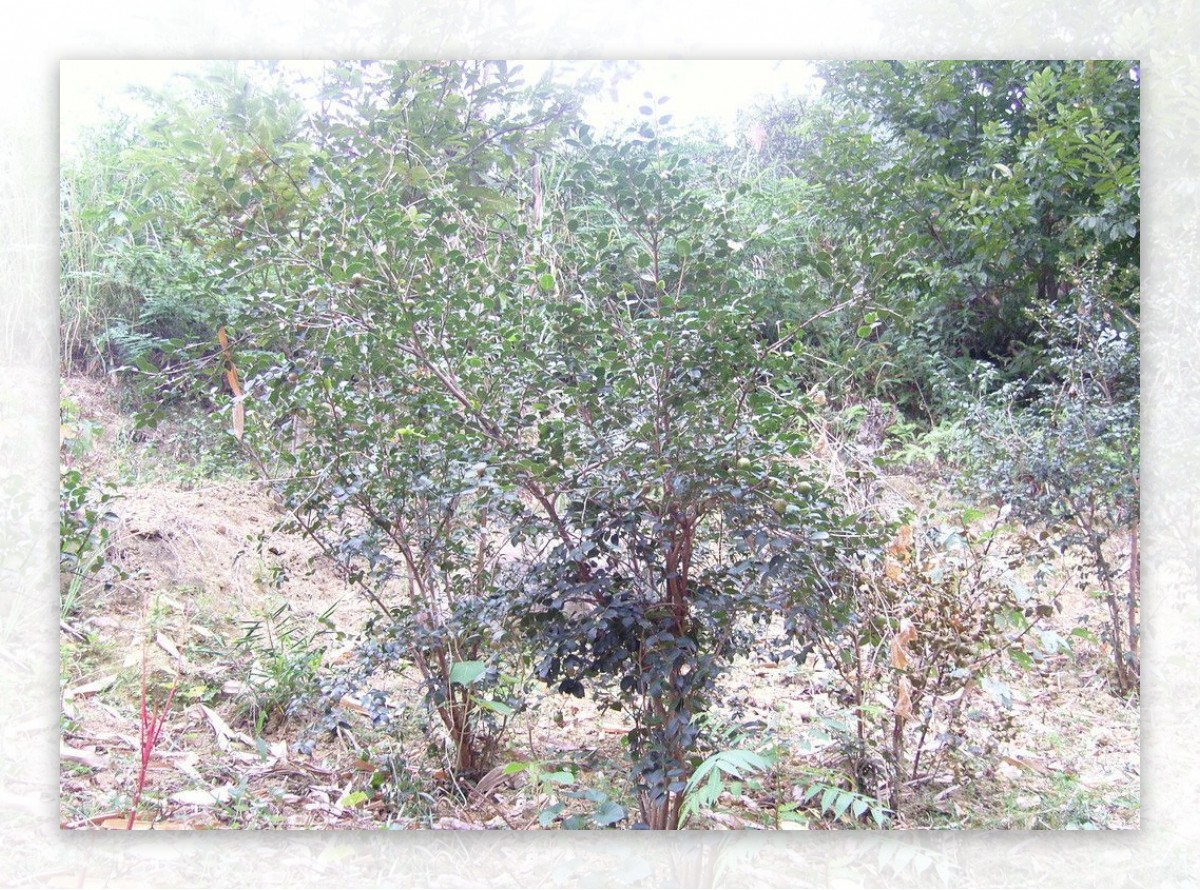 山茶果树图片