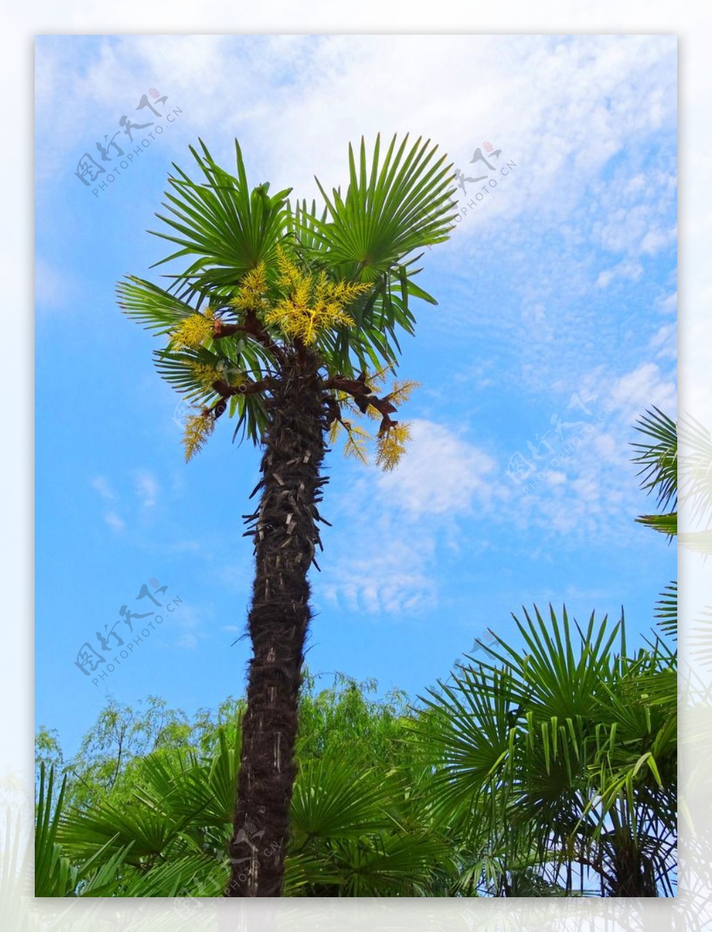 棕榈蓝天绿树摄影图片