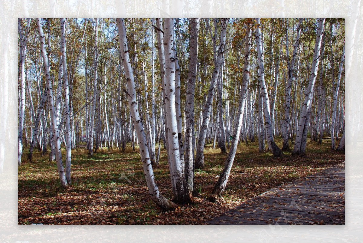 额尔古纳白桦林景点图片