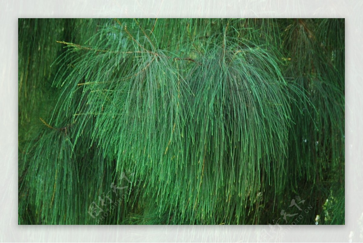 热带绿色植物图片