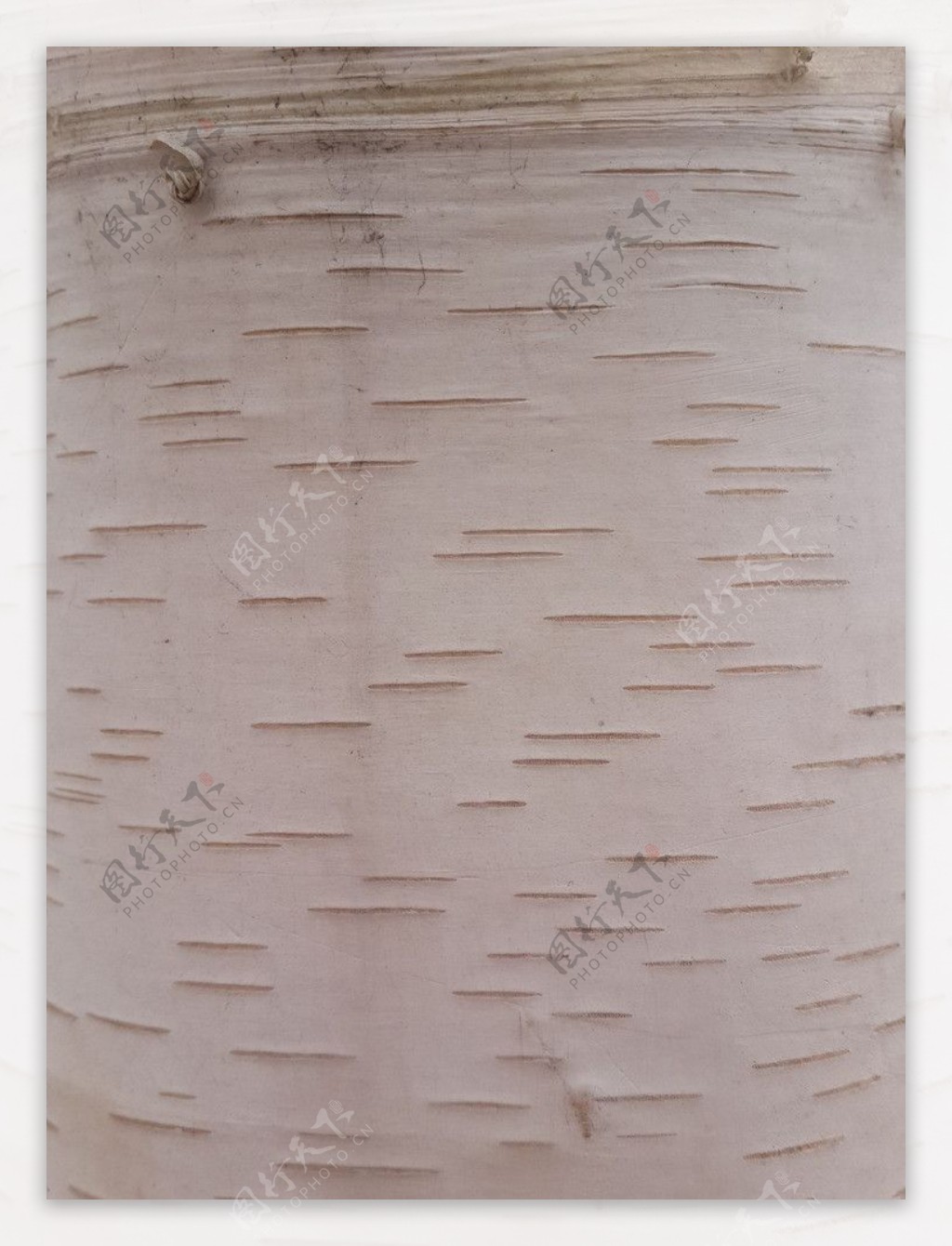 白桦树皮纹理图片