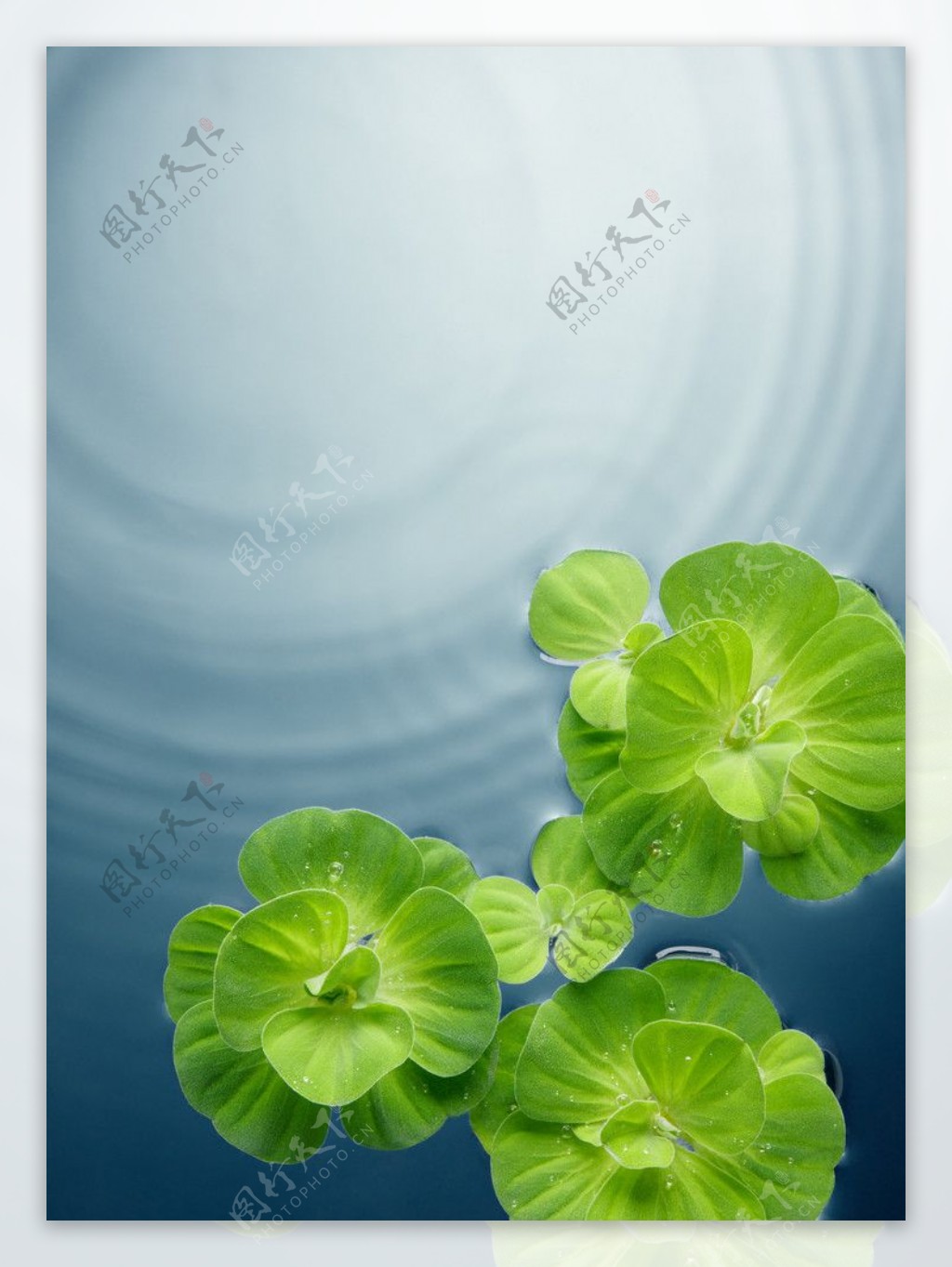 绿叶水珠水滴水波图片