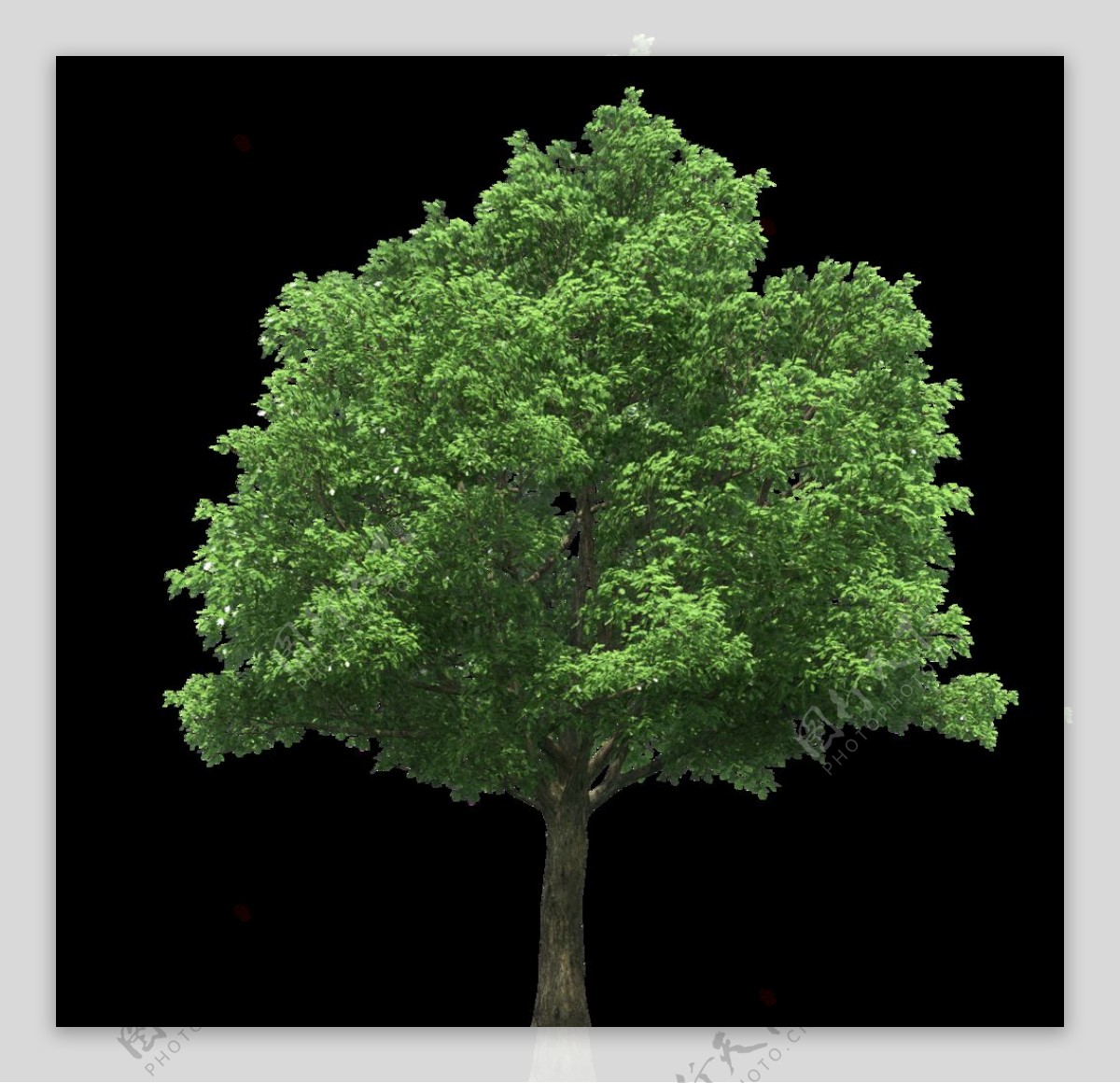 园林绿树树木透明png图片