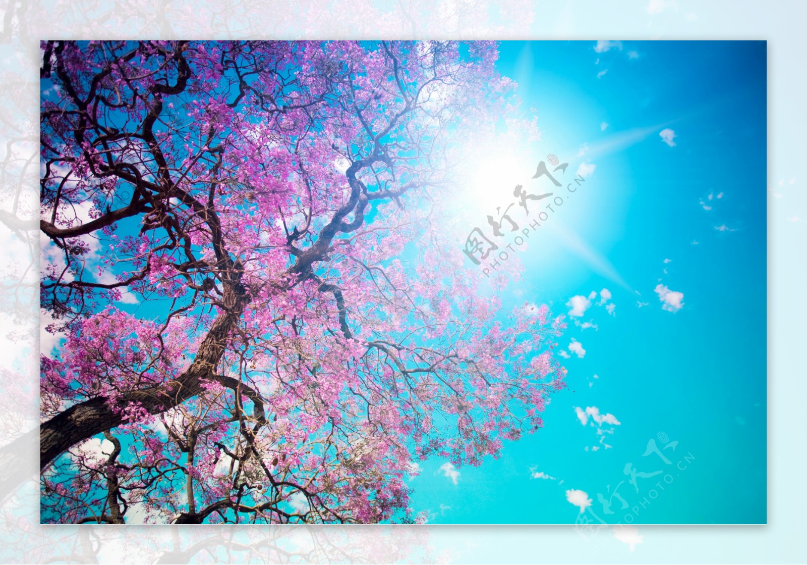 春节蓝天白云下的樱花树图片