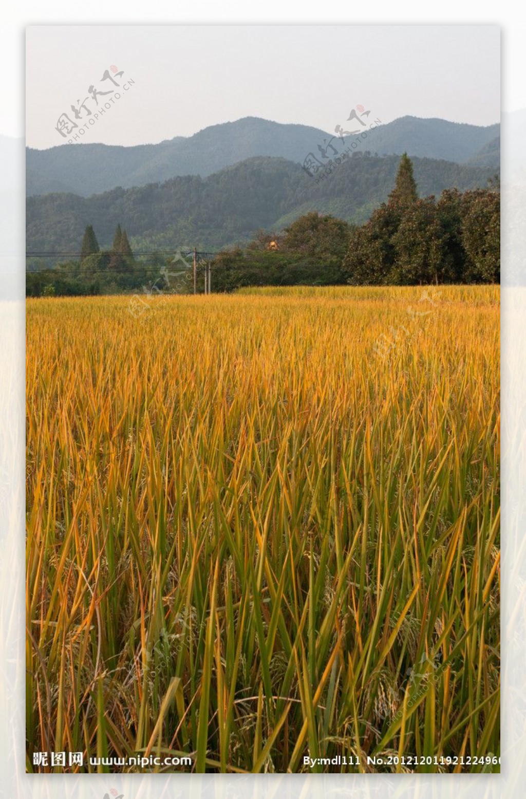 绍兴省道边的稻田图片