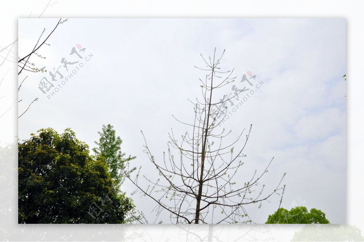 树叶香洲广场图片