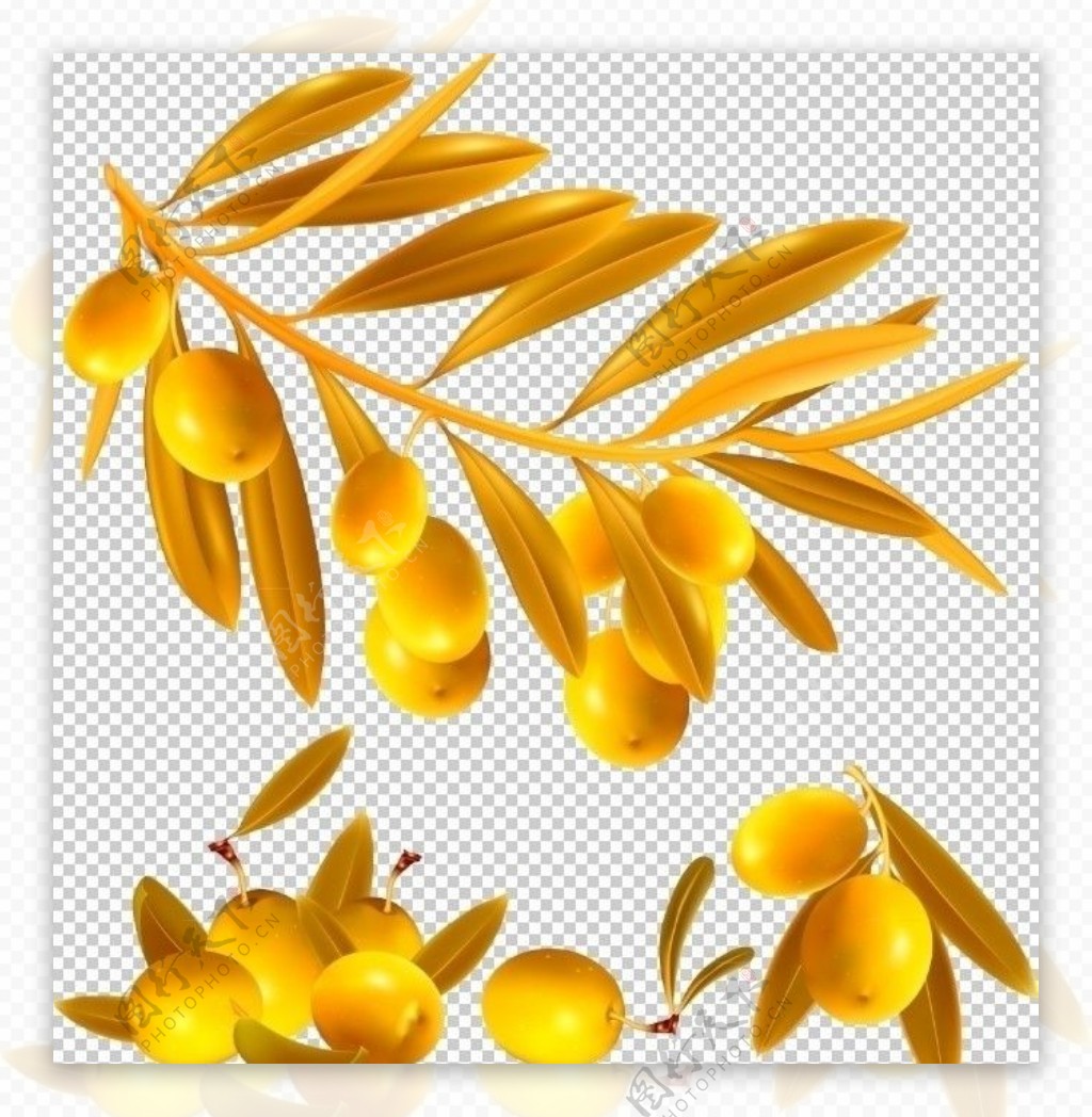 金色橄榄图片