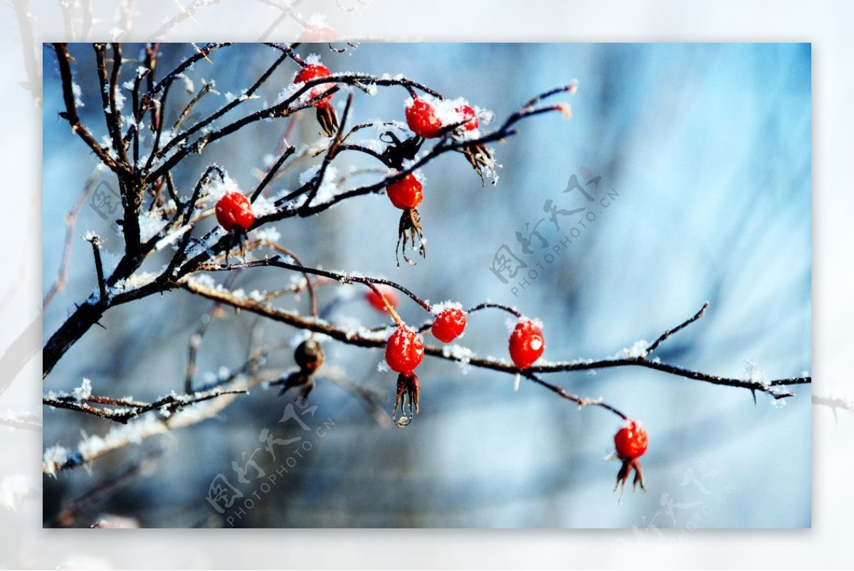 冬天野玫瑰果实图片