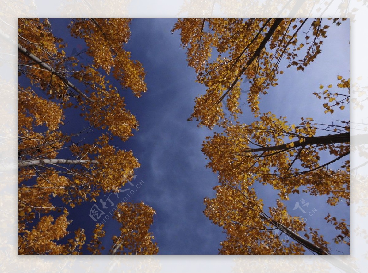 新疆北疆的秋天图片