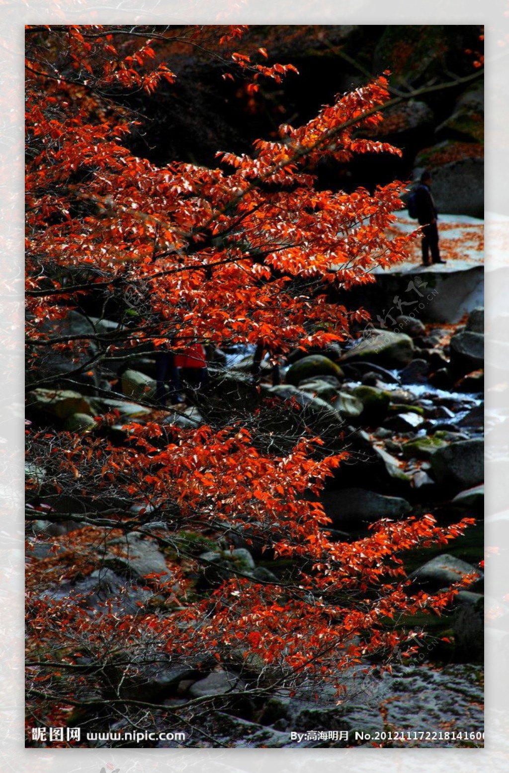 红树木图片