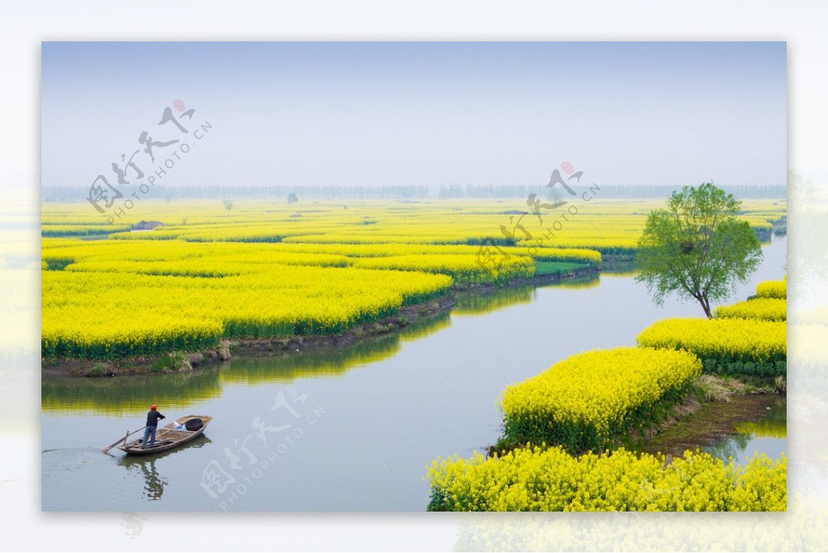 兴化千岛油菜花田图片