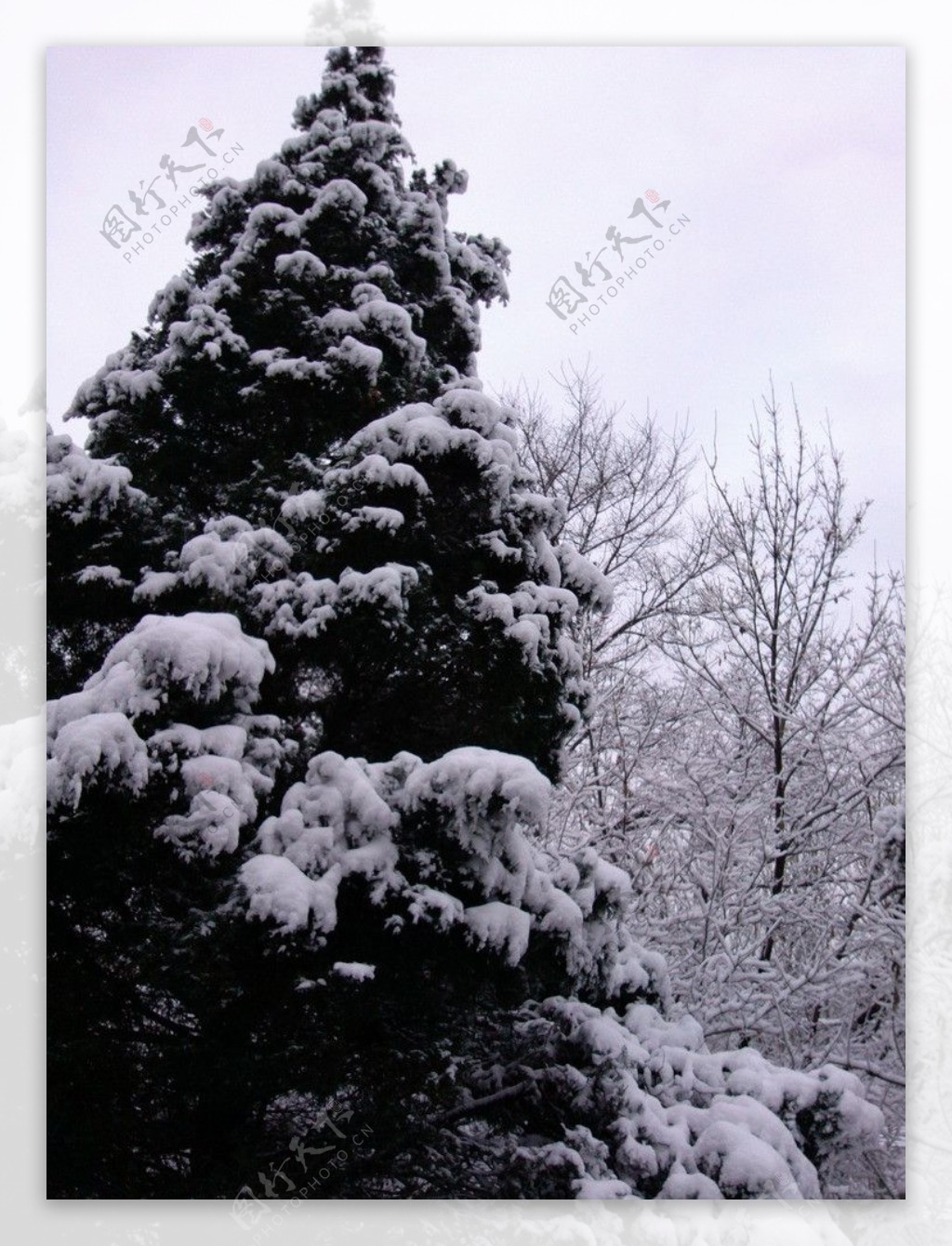 雪景中的松树图片