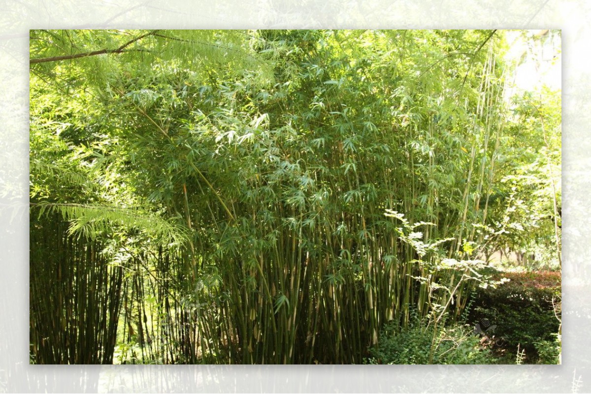 竹丛图片