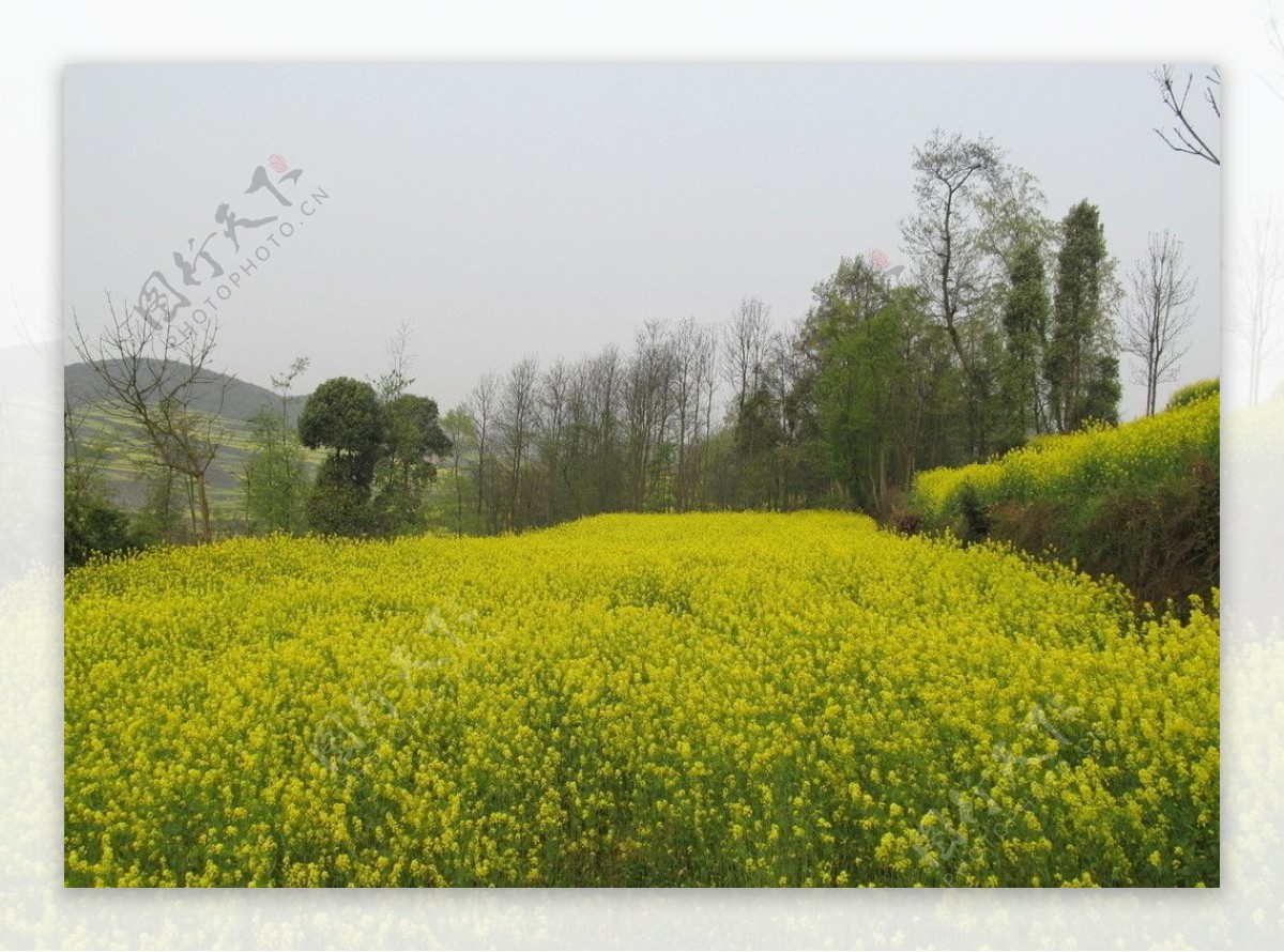 安顺油菜花图片