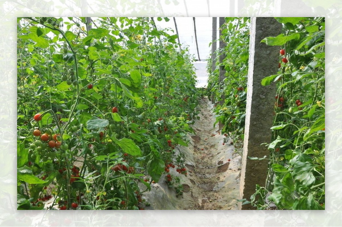 蔬菜大棚温室大棚西红柿图片